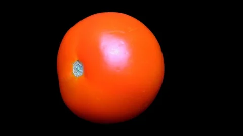 Tomato Isolated on Black Background Stock Footage 91094460