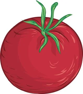 Tomato. Isolated vegetables on white background Stock Illustration