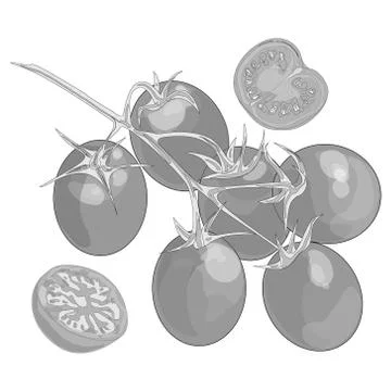 Tomato isolated on white background Stock Illustration