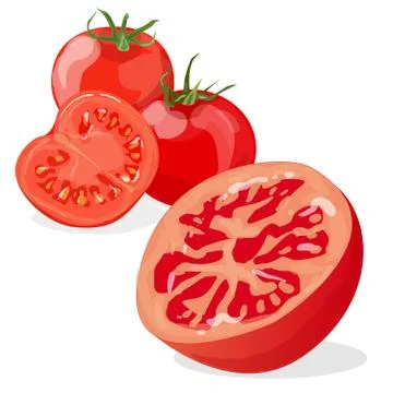 Tomato isolated on white background Stock Illustration