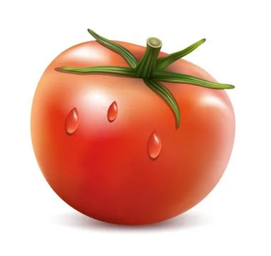Tomato isolated on white background Stock Illustration