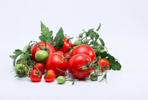 Tomato isolated on white background Stock Photos