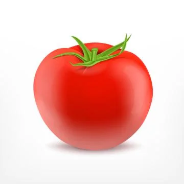 Tomato isolated on white Illustrazione stock