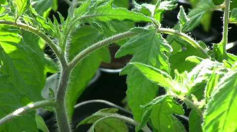 Tomato leaf Video stock 386763