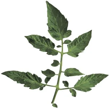 Tomato leaf isolated on white background.  illustration Stock Photos
