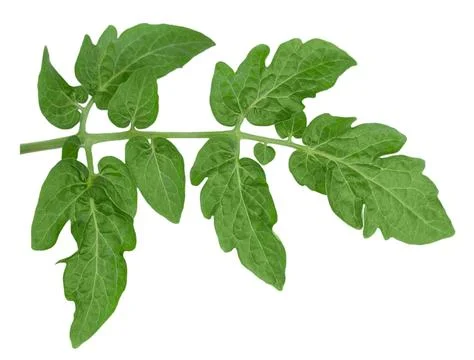 Tomato leaf isolated on white background with clipping path. Stock Photos
