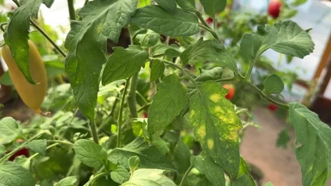 Tomato leaf mold Stock Footage 249873584