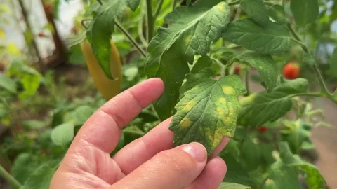 Tomato leaf mold 스톡 동영상 249873627