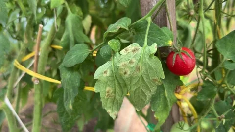 Tomato leaf mold Stock-Footage 249884638