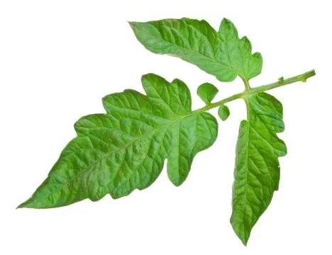 Tomato leaf Stock Photos