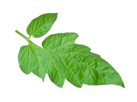 Tomato leaf Stock Photos