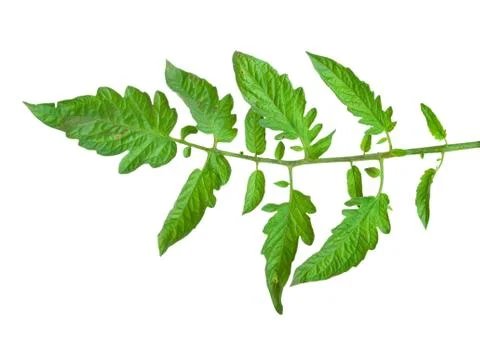 Tomato leaf Stock Photos