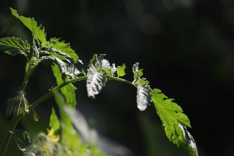 Tomato leaf Stock Photos