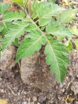 The tomato leaf on the plant Stock-Fotos