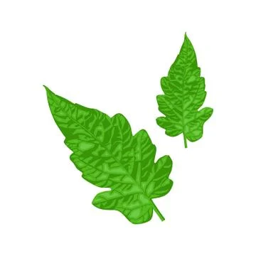 Tomato leaf vector isolated white background Stock Illustration