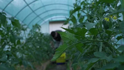 Tomato Leaves In Focus With Farmer Working In Greenhouse Background Stock Footage 341767291