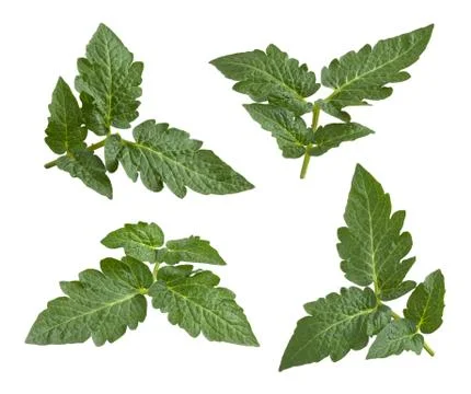 Tomato leaves Stock Photos