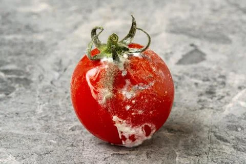 Tomato with mold on the stone background Stock Photos