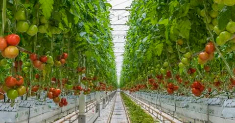 Tomato Nursery Stock Photos