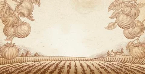 Tomato orchard background 스톡 일러스트