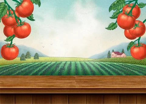 Tomato orchard background Illustrazione stock