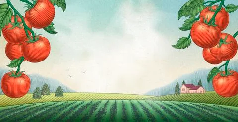 Tomato orchard background Illustrazione stock