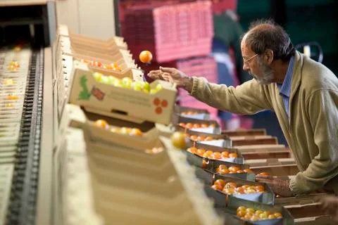 Tomato Packing Stock Photos