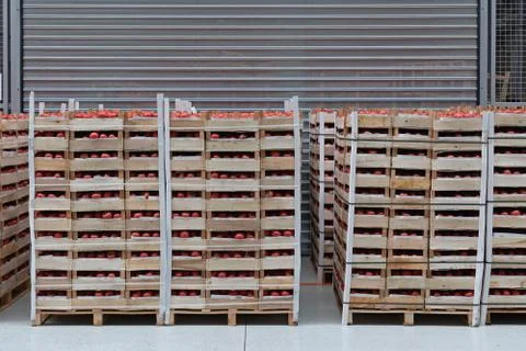 Tomato at Pallets Foto stock