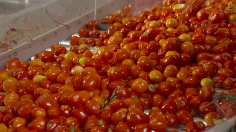 Tomato paste factory Stock Footage 237424042
