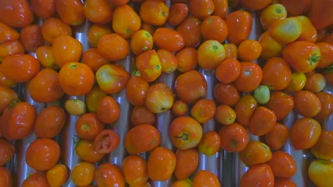 Tomato paste factory2 Stock Footage 237431774