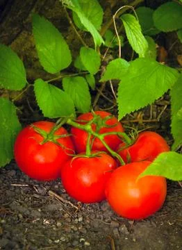 Tomato Patch Garden Stock Photos