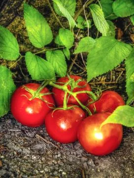 Tomato Patch Garden Stock Photos