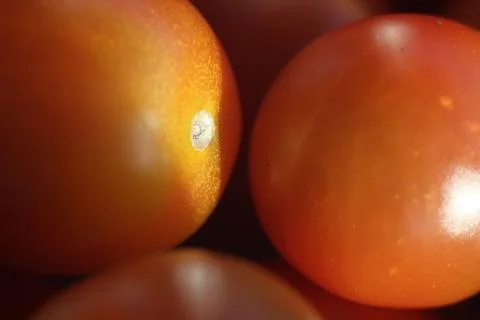 Tomato Stock Photos