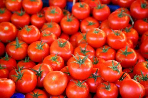 Tomato Stock Photos