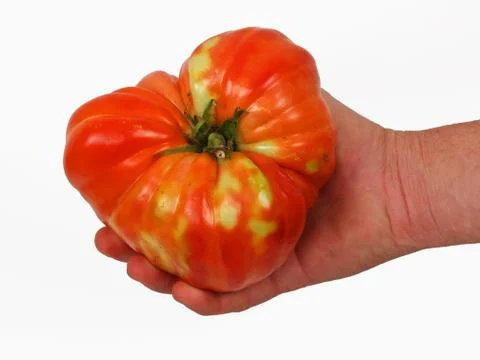Tomato Stock Photos