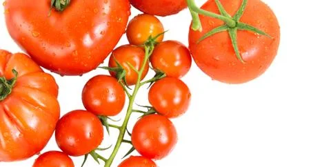 Tomato Stock Photos