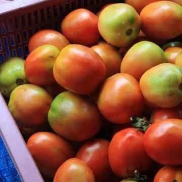 Tomato Stock-Fotos