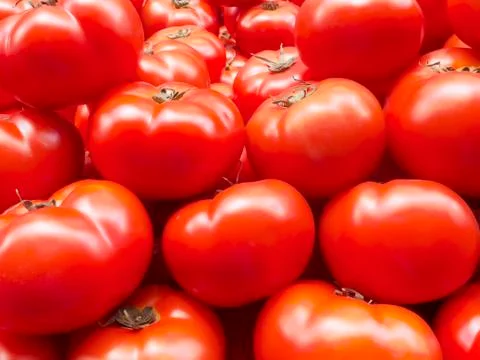 Tomato Stock Photos
