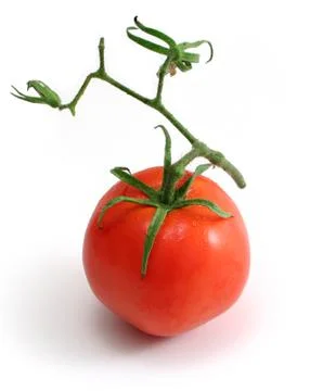 Tomato Stock Photos