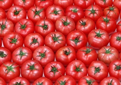 Tomato Stock Photos