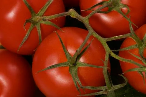 Tomato Stock Photos