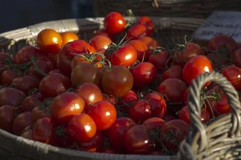 Tomato Stock Photos