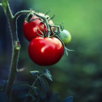 Tomato Stock Photos
