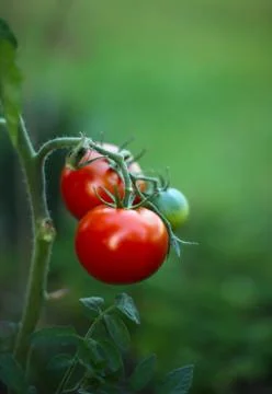 Tomato Stock Photos