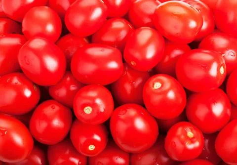 Tomato Stock Photos