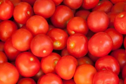 Tomato Stock Photos