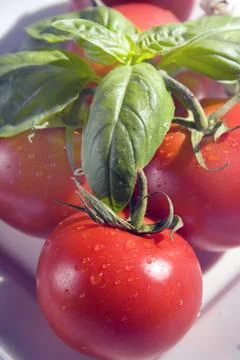 Tomato Stock Photos