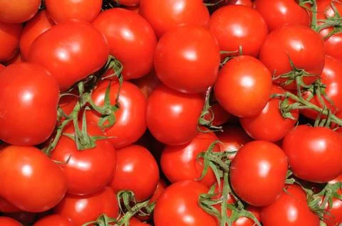 Tomato Stock Photos