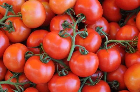 Tomato Stock Photos