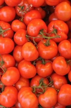Tomato Stock Photos